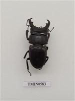 藏品(深山扁鍬形蟲)的圖片